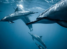 利拉德交易成新版肥皂剧 指定下家难入开拓者法眼